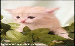Siberian cats for sale: Siberian Kittens Available for Reservation!  - Image 9