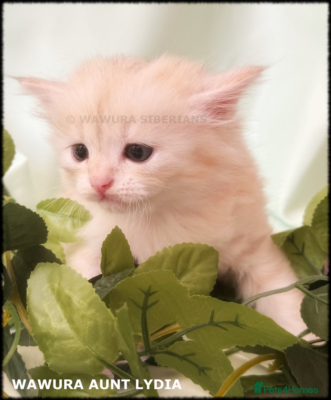 Siberian cats for sale: Siberian Kittens Available for Reservation!  - Image 9