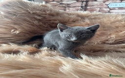 Ragdoll cats for sale: Ragdoll X  - Advert 10