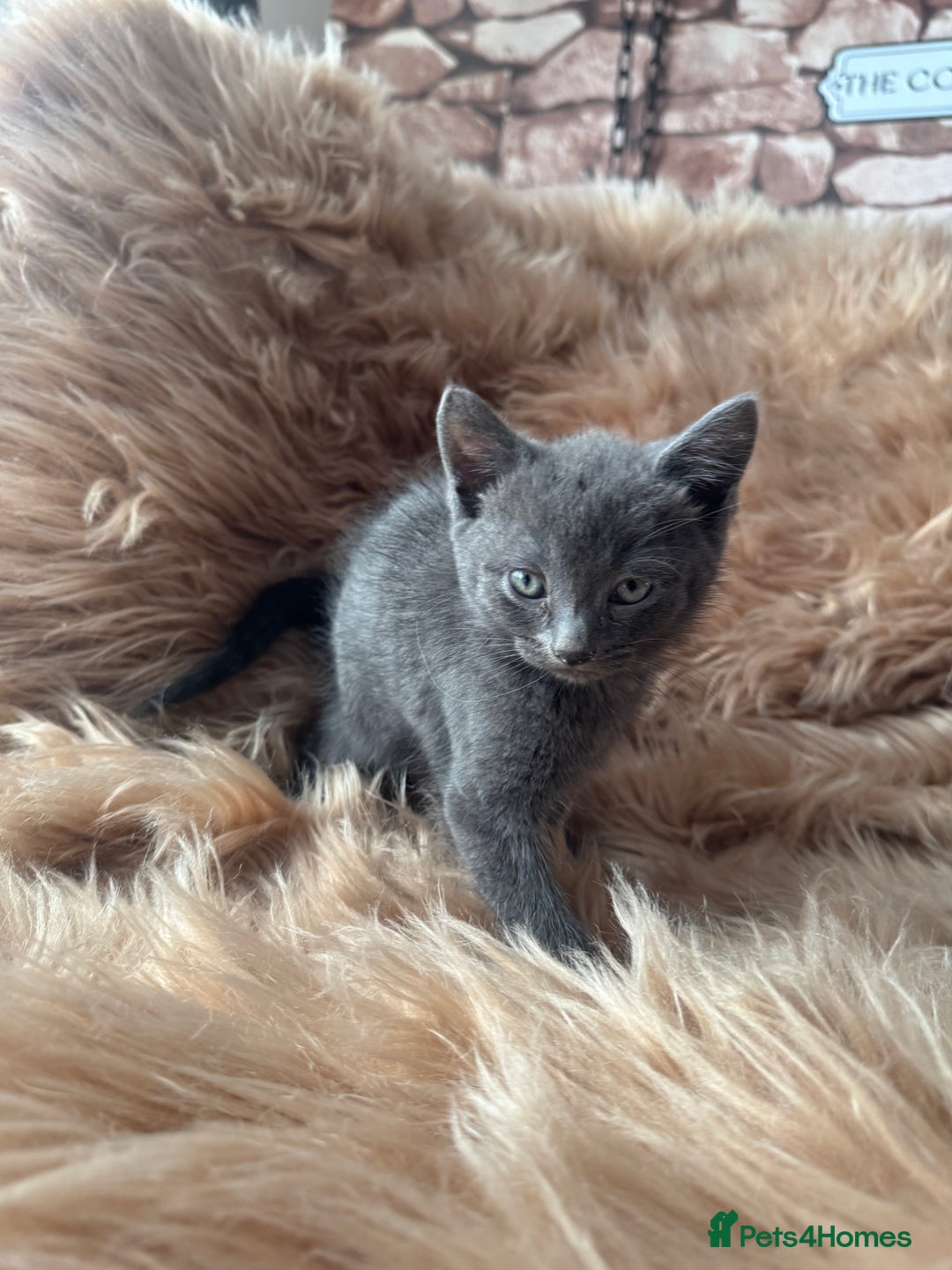 Ragdoll cats for sale: Ragdoll X  - Advert 10