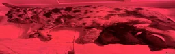 French Bulldog dogs for sale: Visual Fluffy and pink carrier puppies! - Advert 6