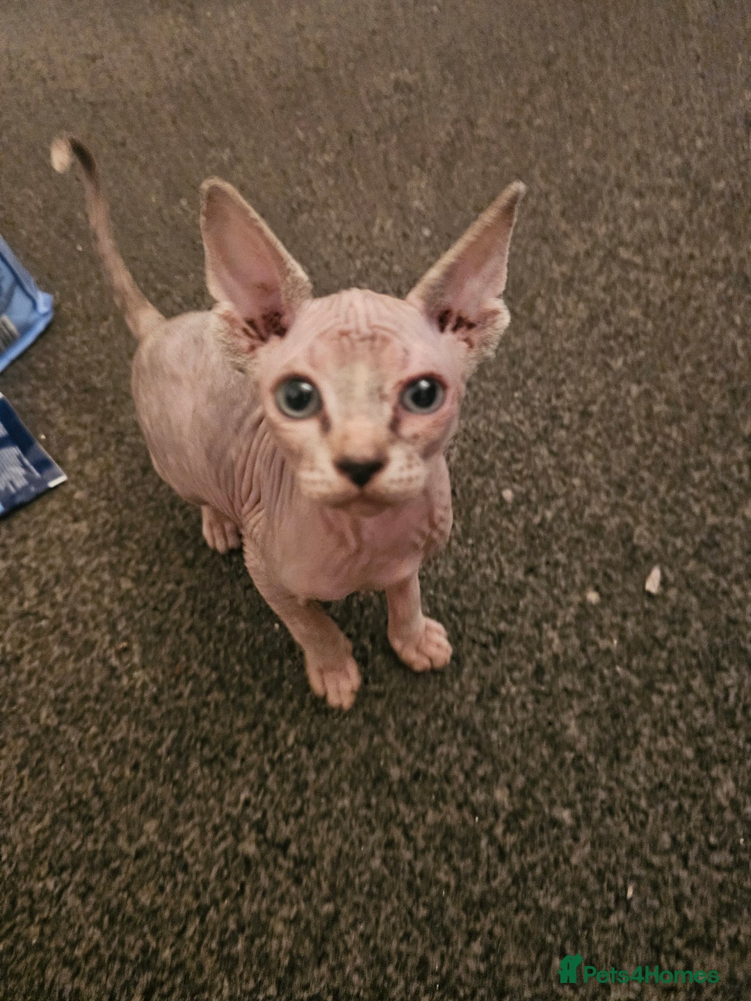 Sphynx cats for sale: Sphynx kittens - Image 5