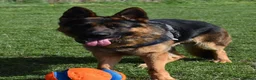 German Shepherd dogs for stud: KC REG FULLY HEALTH TESTED STUD ,  - Advert 4