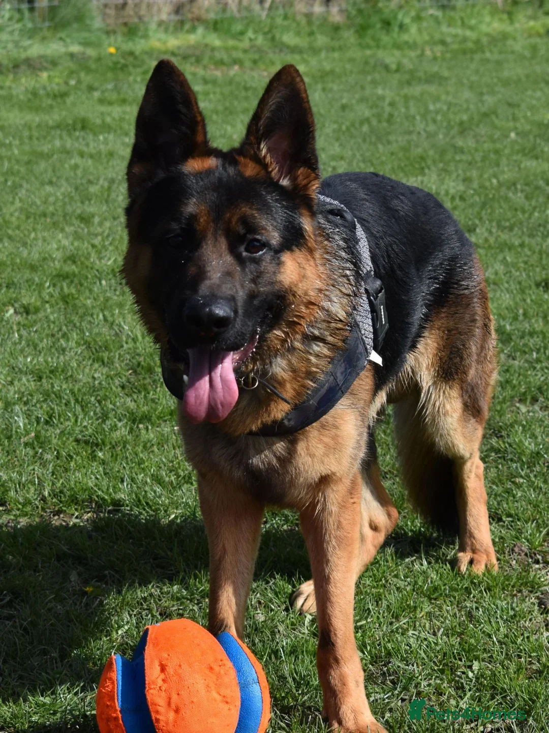 German Shepherd dogs for stud: KC REG FULLY HEALTH TESTED STUD ,  - Advert 4