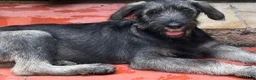 Giant Schnauzer dogs for sale: Fully vaccinated giant schnauzer puppies P/S - Advert 3