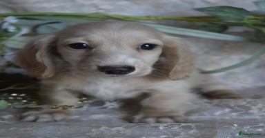 Miniature Dachshund dogs - Advert 16