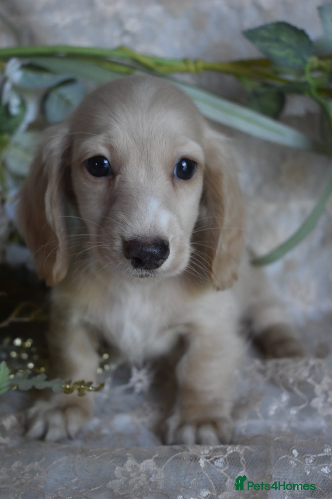Miniature Dachshund dogs for sale: KC Long Coat Miniature Dachshund puppies - Image 2