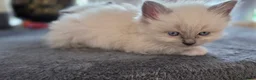 Ragdoll cats for sale: Gorgeous Ragdoll ready to leave 11 July - Advert 23