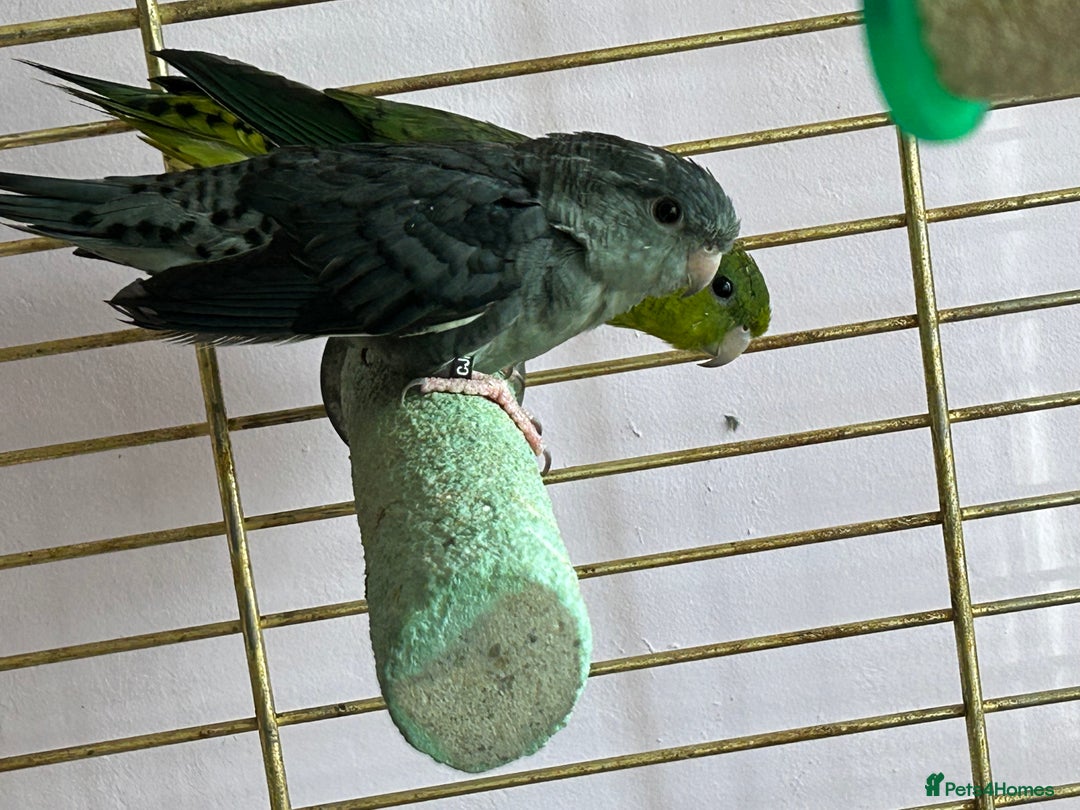 Parakeets birds for sale: Two lineolated parakeet both males - Image 4