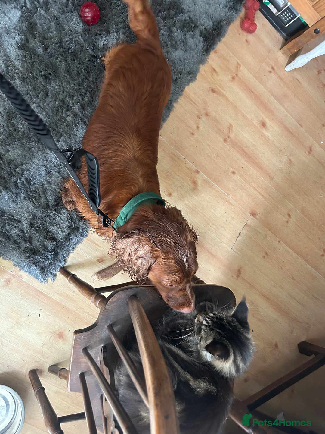Cocker Spaniel dogs for sale: Working cocker spaniel (male) 4 years old - Image 6