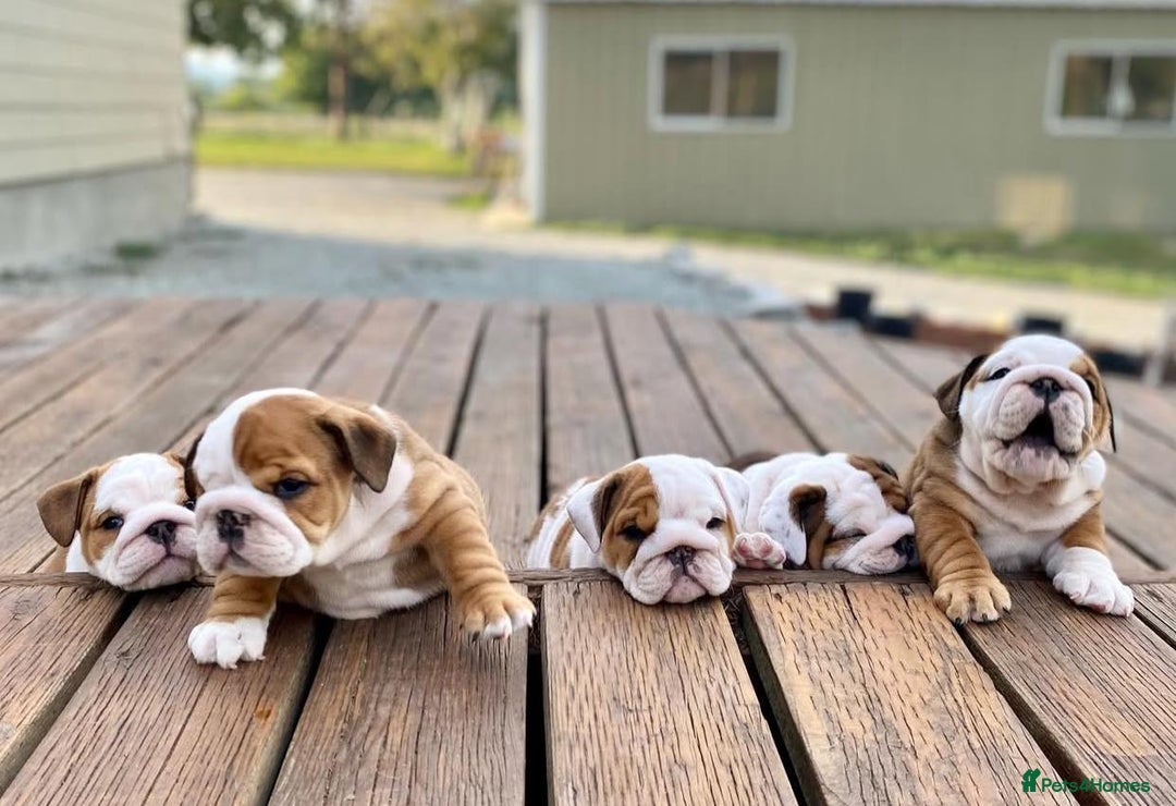 English Bulldog dogs for sale: Purebred English Bulldogs - Image 13