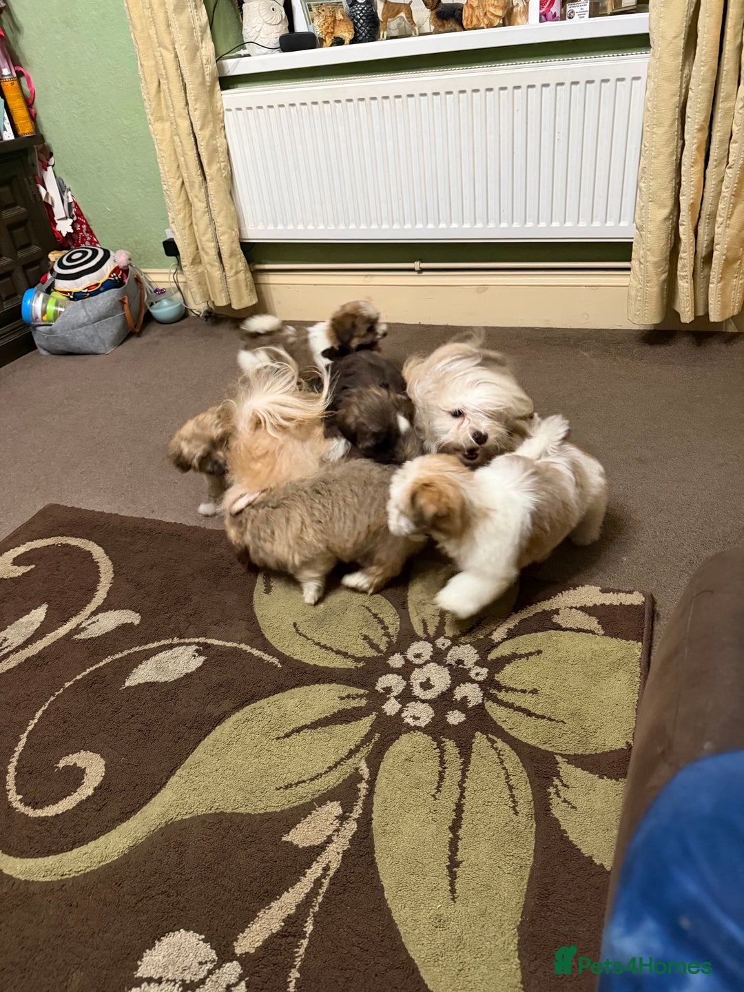 Havanese dogs for sale: ***Amazing Havanese Puppies *** - Advert 3