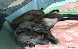 Mixed Breed dogs for sale: Bedlington Terrier whippet mix - Image 2
