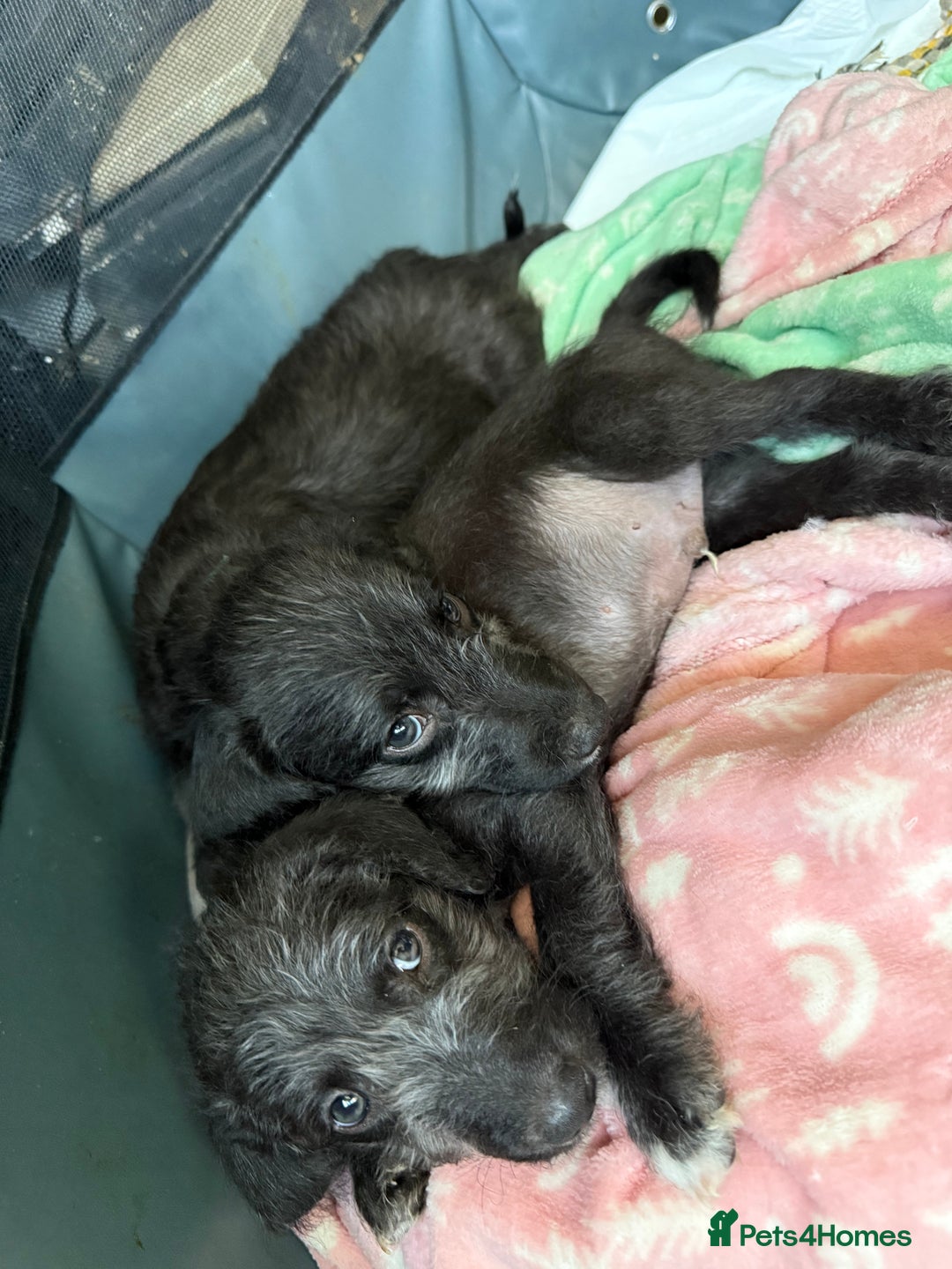 Mixed Breed dogs for sale: Bedlington Terrier whippet mix - Image 2