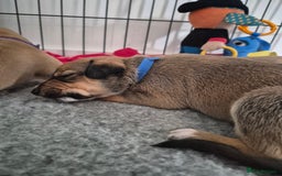Mixed Breed dogs for sale: Lurcher x staff  in Sturminster Newton - Image 8