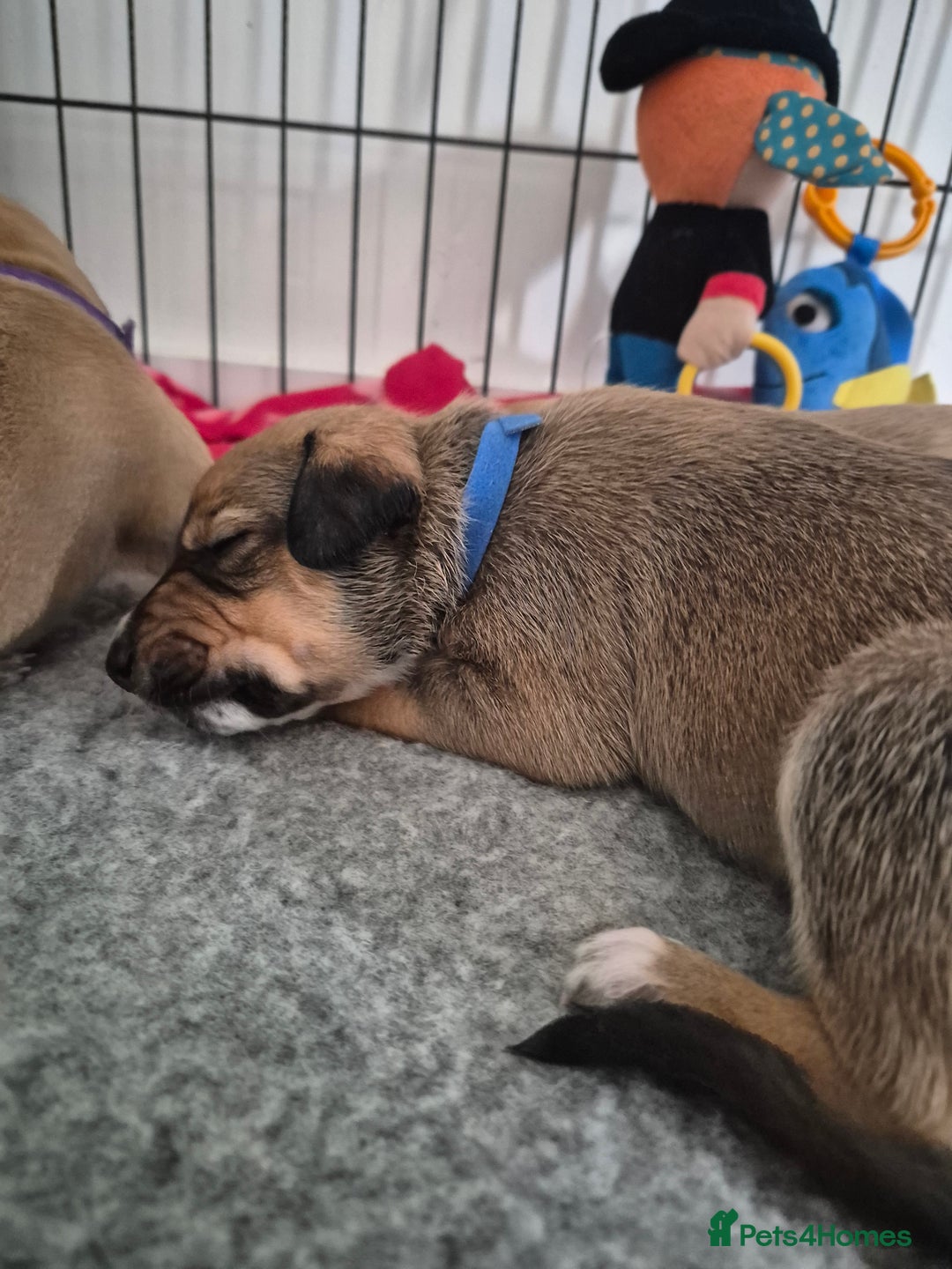 Mixed Breed dogs for sale: Lurcher x staff  in Sturminster Newton - Image 8