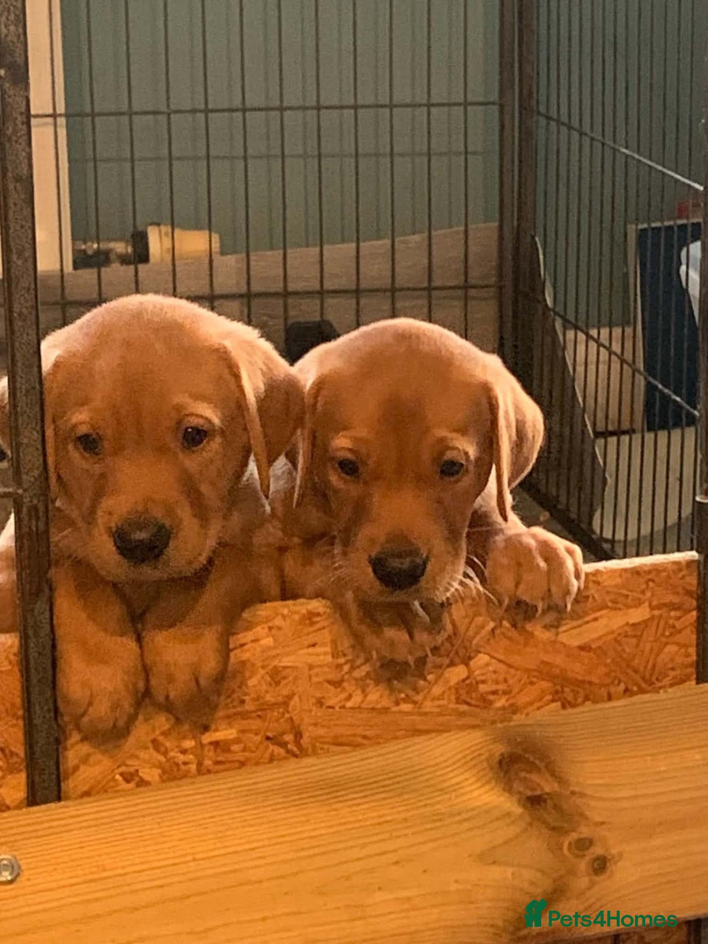 Labrador Retriever dogs for sale: KC Registered Beautiful Fox Red Labrador Puppies  - Advert 8