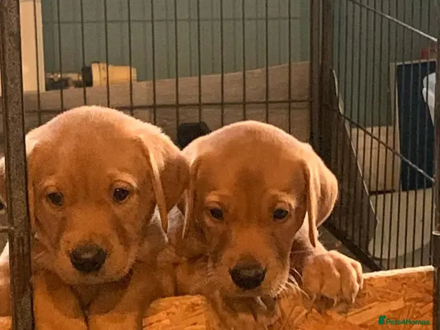 Labrador Retriever dogs for sale: KC Registered Beautiful Fox Red Labrador Puppies - Advert 1