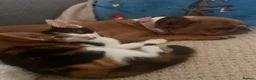 Domestic Shorthair cats for sale:  Loving Home Needed for a Beautiful Calico Kitten - Advert 5