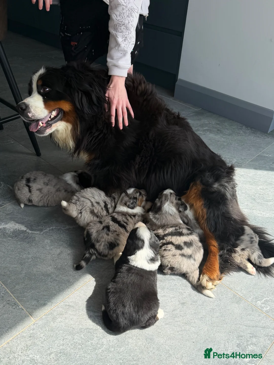 Mixed Breed dogs for sale: ⭐️SUPER RARE BERNESE x AUSTRALIAN SHEPHERD PUPS⭐️ - Advert 32