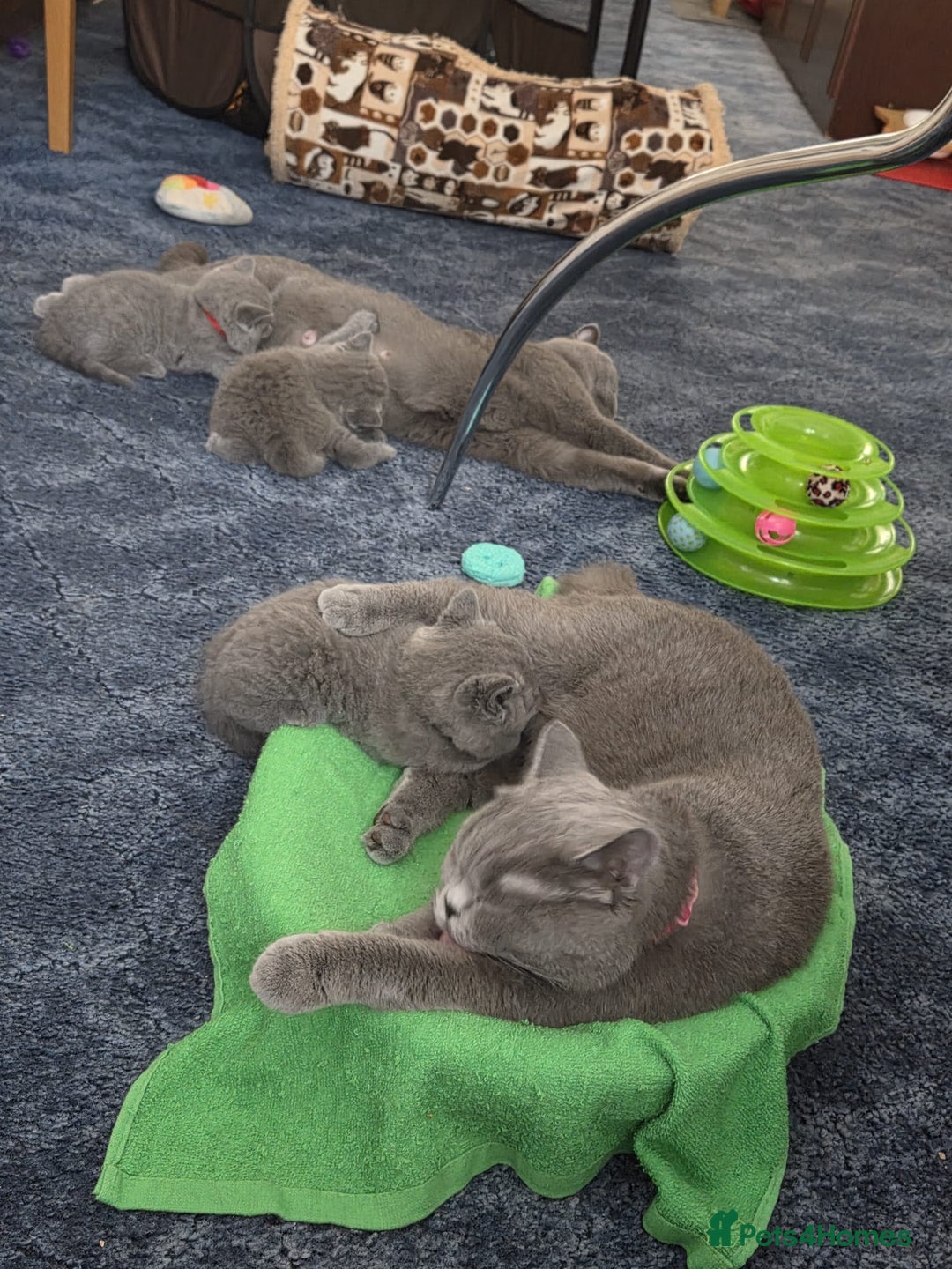 British Shorthair cats for sale: British shorthair kitten - Image 5