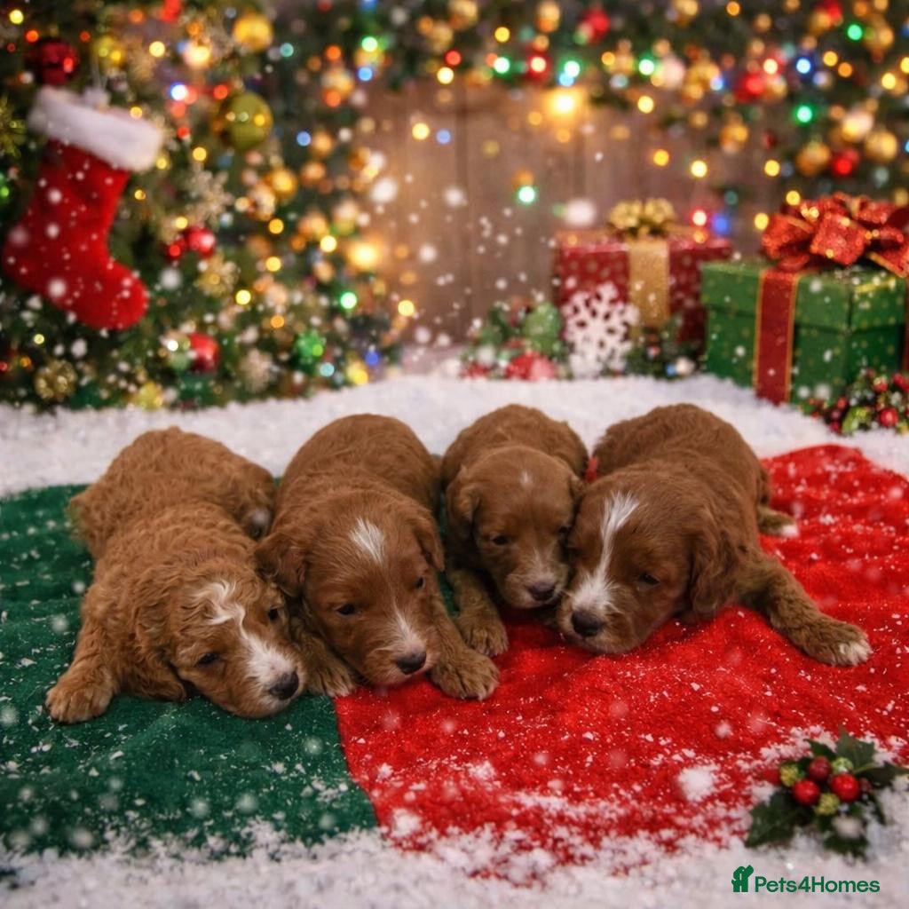 Cavapoo dogs Beautiful F1b Cavapoo's Health Tested Parents - Advert 4