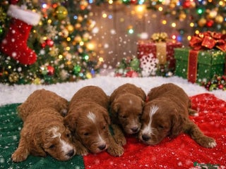 Cavapoo dogs Beautiful F1b Cavapoo's Health Tested Parents - Advert 2