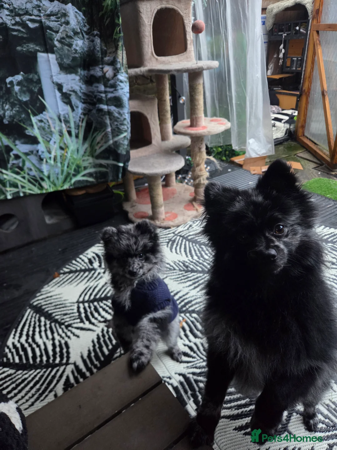 Pomeranian dogs for stud: NEXT GEN BLUE MERLE POM PUPS INCOMING - Advert 9