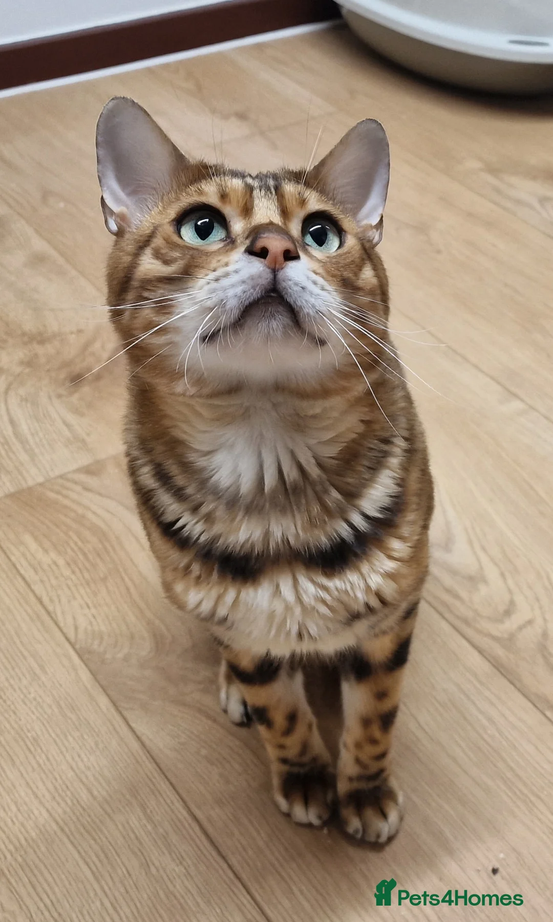 Bengal cats for stud: Bengal cat for stud, Calvin. in Peterborough - Advert 30