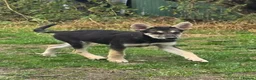 Tamaskan dogs for sale: Tamaskan Puppies *Health Tested Parents* - Advert 6
