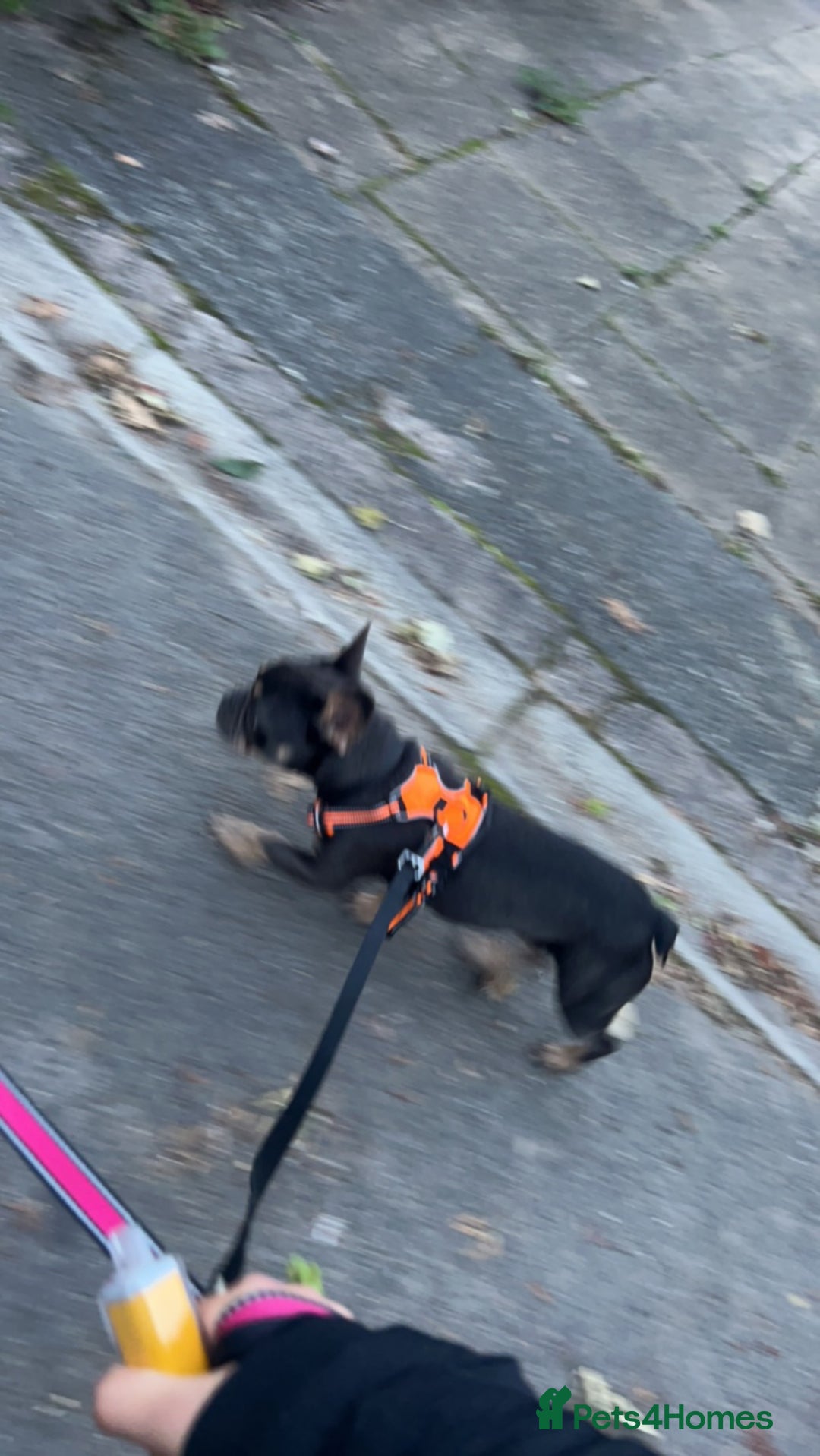 French Bulldog dogs for sale: 2 year old male, name is Blue - Image 8