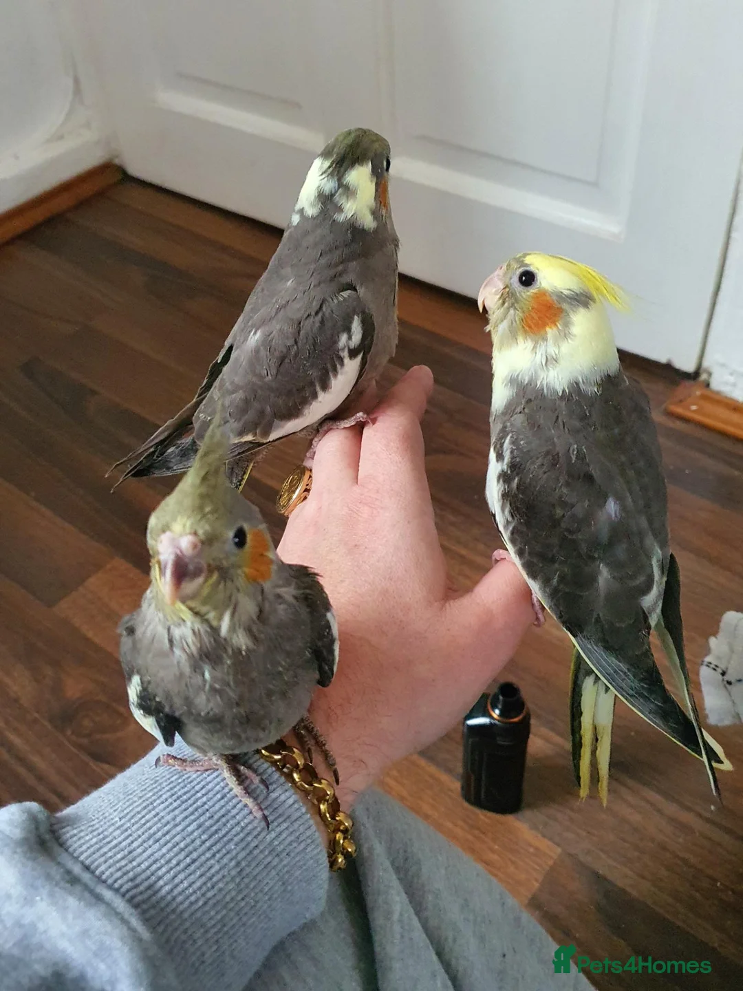 Cockatiels birds for sale: Beautiful baby hand reared cockateils. - Advert 9