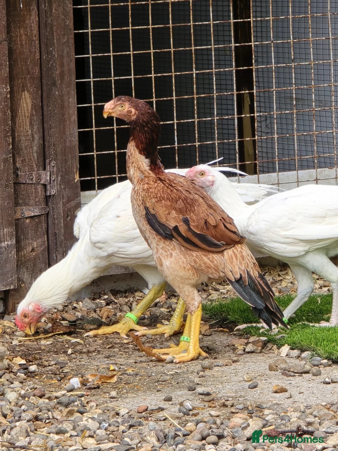 Chickens poultry for sale: RARE PARROT BEAK ASEEL CHICKENS FOR SALE - Advert 5
