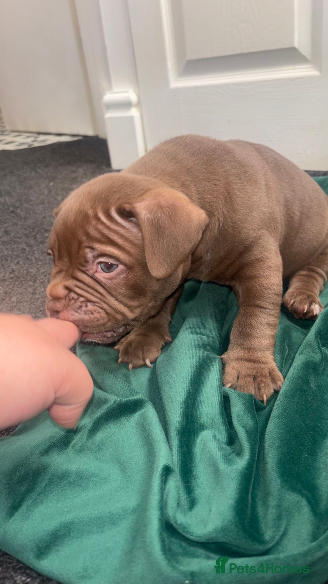 American Bully dogs for sale: Pocket bully pups ready too leave 11th dec - Advert 20