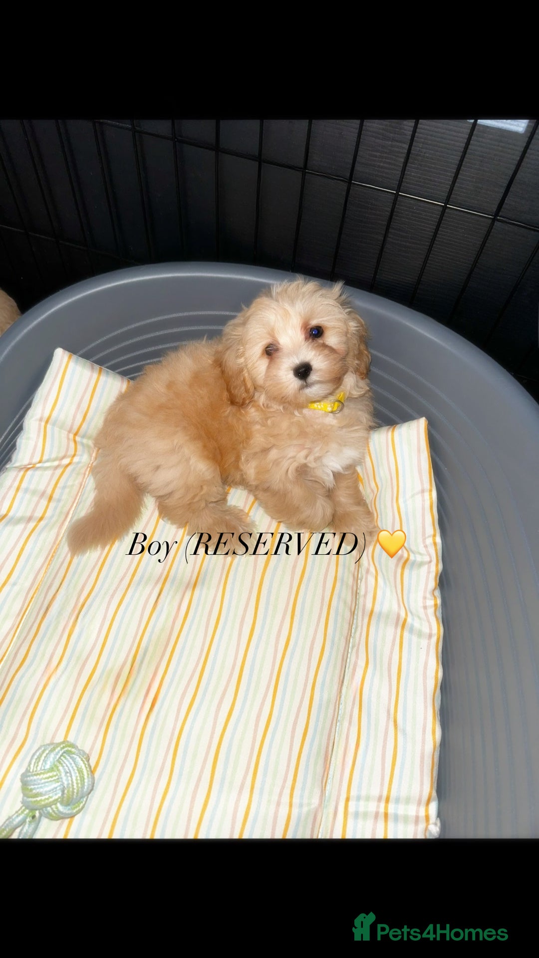 Maltipoo dogs for sale: Cream F1 Maltipoos 🐶🩵🎀 - Advert 10