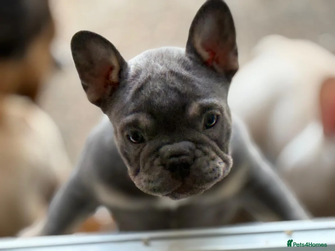 French Bulldog dogs for sale: Frenchies fluffy  in Hounslow - Advert 11