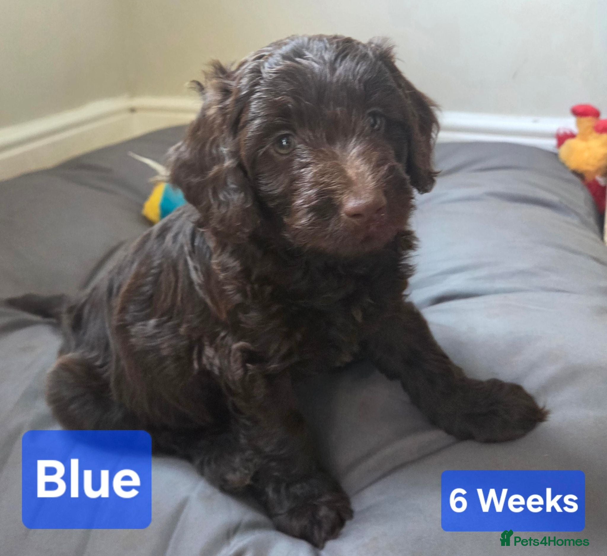 Cockapoo dogs Stunning F1 Chocolate Toy Cockerpoos- ONLY 1 LEFT - Advert 13