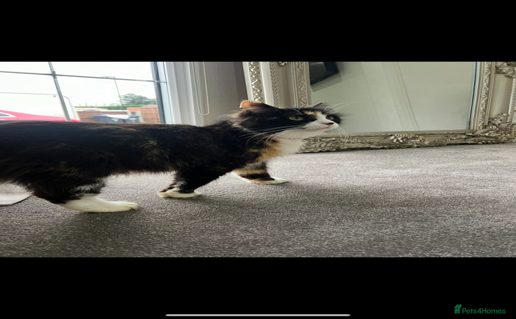 Mixed Breed cats - Advert 2