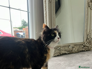 Mixed Breed cats - Advert 8