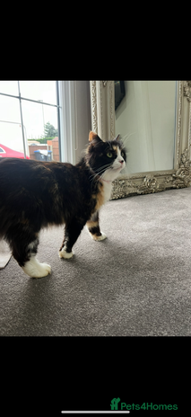 Mixed Breed cats - Advert 1