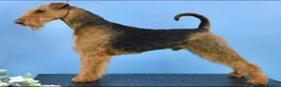 Airedale Terrier dogs for sale: ADORABLE KC REGISTERED AIREDALE PUPS - Advert 7