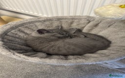 British Shorthair cats for sale: Cute British Shorthair kitten Male  - Image 9