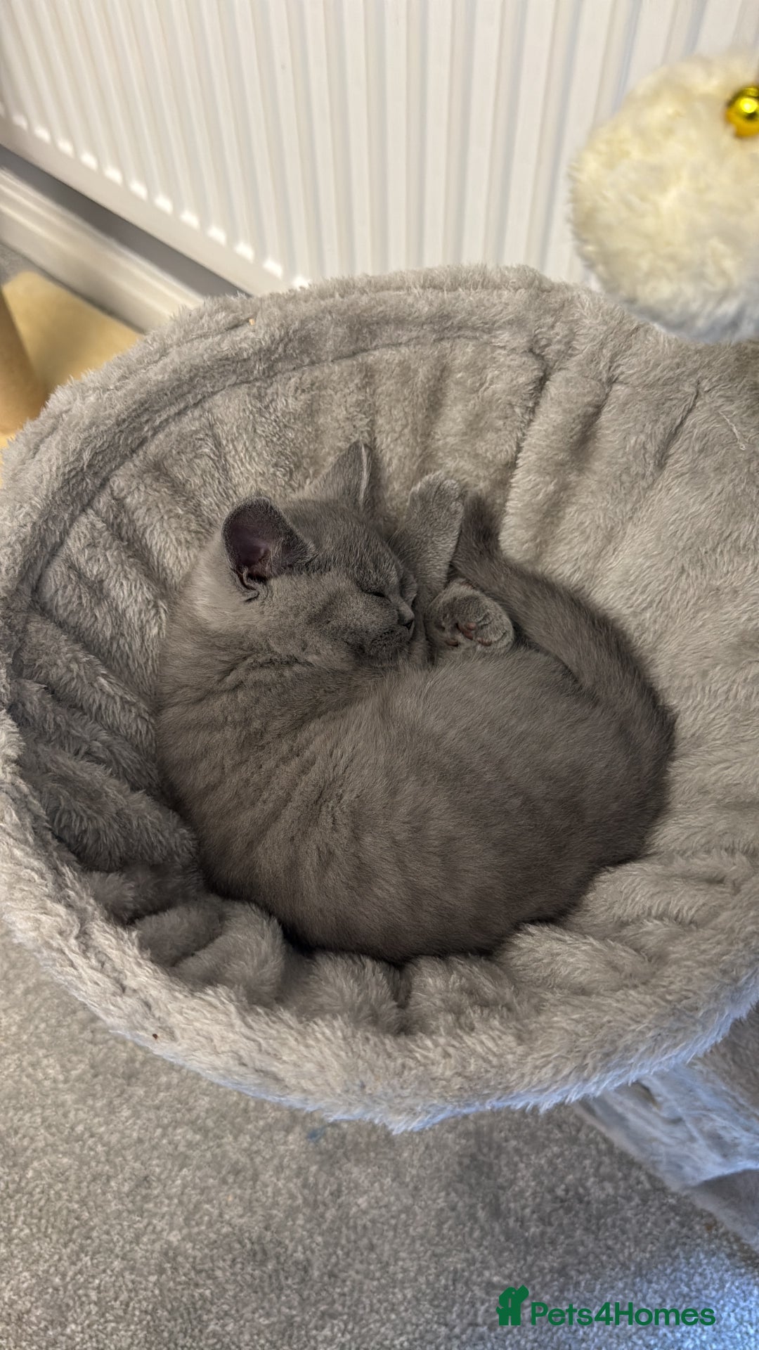 British Shorthair cats for sale: Cute British Shorthair kitten Male  - Image 9