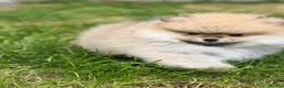 Pomeranian dogs for sale: 🔥     Top Quality Pomeranian Available🧸 - Advert 5
