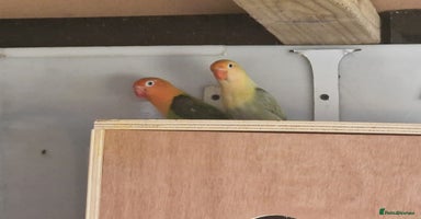 Lovebirds birds - Advert 15