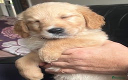 Golden Retriever dogs for sale: 🐾 Golden Retriever Puppies – Ready Now! 🐾 - Image 21