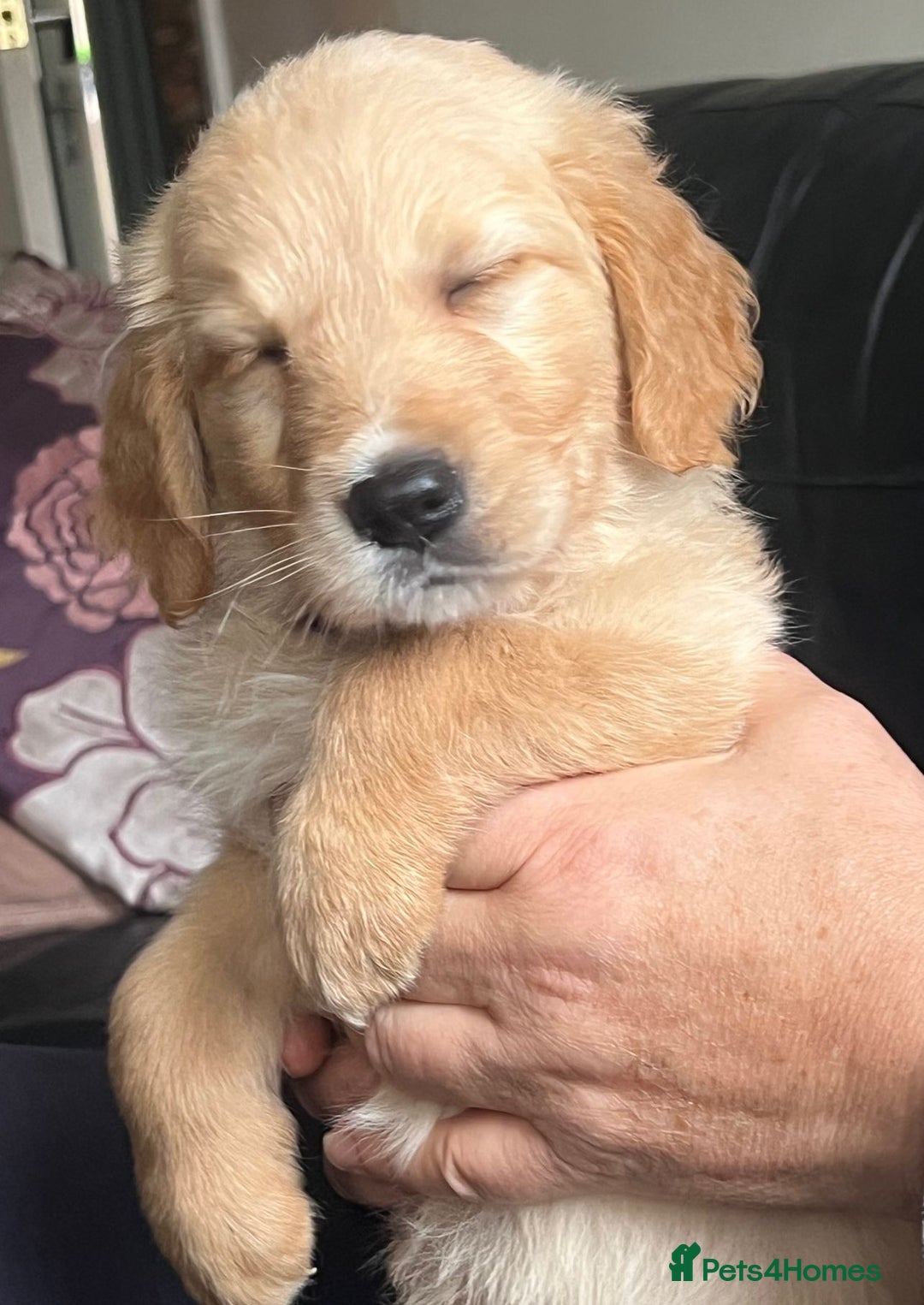 Golden Retriever dogs for sale: 🐾 Golden Retriever Puppies – Ready Now! 🐾 - Image 21