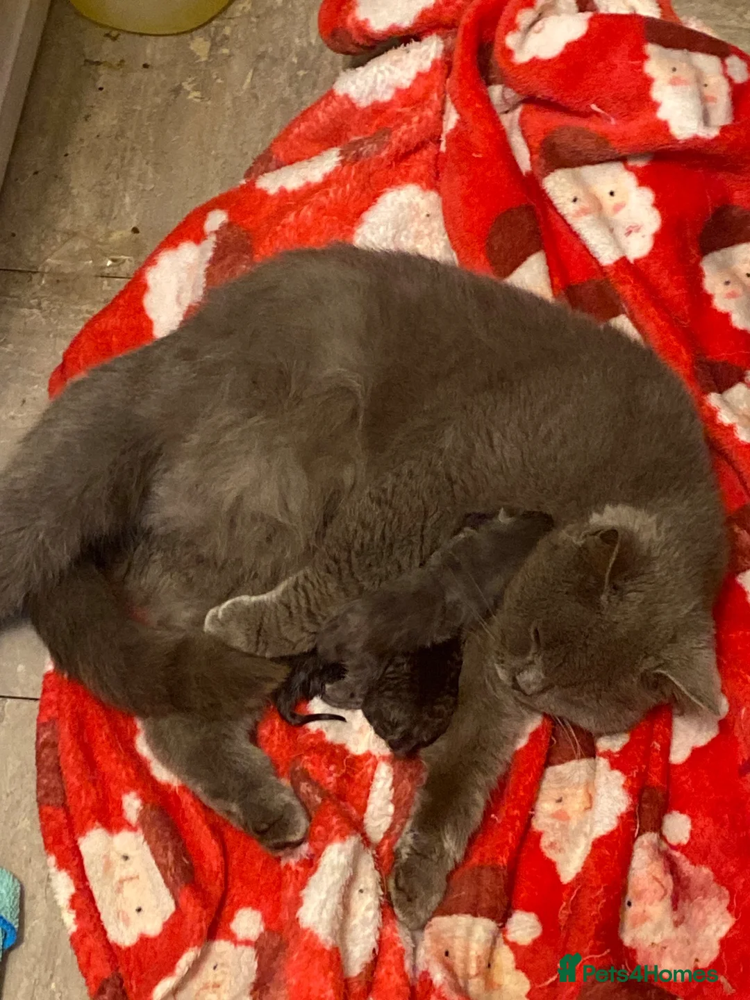 British Shorthair cats for sale: Last little girl available  - Advert 3