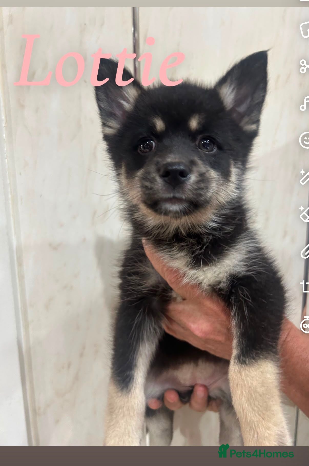 Pomsky dogs F3 pomsky puppy's for sale  - Advert 2