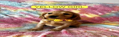 Yellow Girl 💛